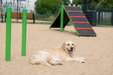 Nowy psi park i 3,1 mln zł dla zwierząt. Co zmieni ŁBO w Łodzi